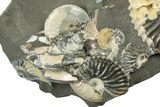 Iridescent Ammonite (Deshayesites & Aconeceras) Cluster #243283-2